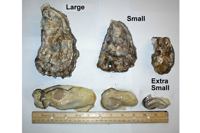 sizes of oysters