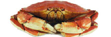 buy whole dungeness crab or crab meat