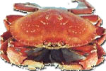 Our Own Ocean Fresh Dungeness Crab