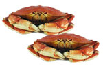 TWO Whole Dungeness Crabs